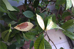 米兰叶子发黄、焦叶的原因何在