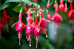 南花北养应注意的问题