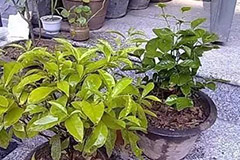 花叶发黄浇点矾肥水