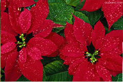 一品红的选购要点