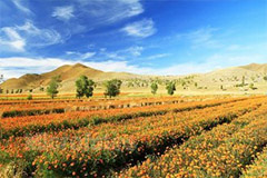 花卉合理灌溉技术