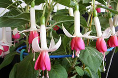 家庭废水育花美