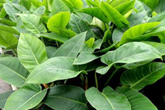 观叶植物御寒术