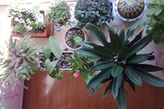 家养盆花如何无土栽培