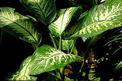 如何处理受寒害的花叶万年青