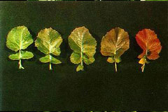 花卉营养缺乏的判断和防治