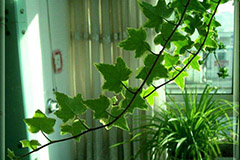 室内观叶植物养护
