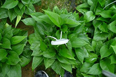 花卉安全度夏四措施