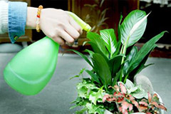 夏日盆花浇水法