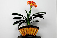 君子兰消夏要“三减一增”