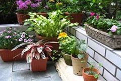 花卉夏秋冬季施肥要领