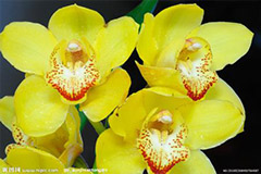 大花蕙兰常见病虫害及防治