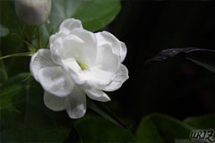 茉莉怒放，“水饱”很重要