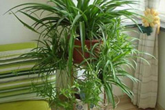 养好吊兰注意几点