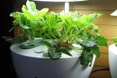 盆栽花卉无土栽培七要领