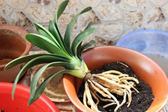 君子兰幼株成长后怎样进行换盆