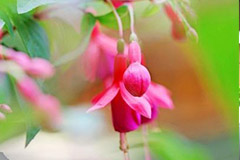 怎样控制植物花期