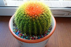 怎样养护盆栽仙人球