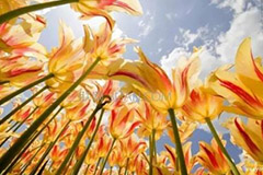 夏季养花勿忘盆花遮荫浇水