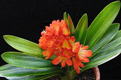 君子兰开花后怎样科学管理