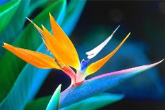 鹤望兰分株繁殖技术