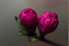 花卉的相克相生