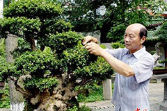 教你怎样修剪盆花