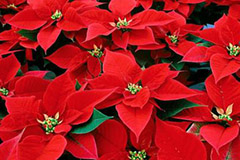 一品红受冻落叶后的救护