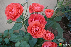 月季花为什么越开越小