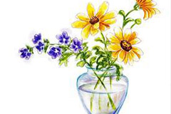 能适应水栽的花卉种类有哪些