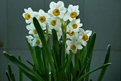 怎样防止水仙出现“哑花”