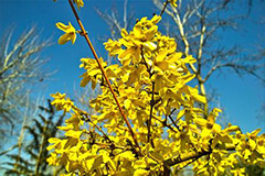 迎春花和连翘的区别方法