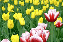 花卉安全度夏重在防晒控温