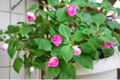 秋季护花四部曲