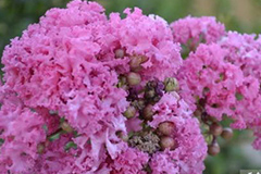 怎样辨识花木病害