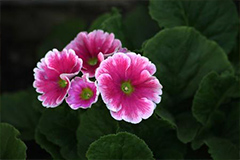 将四季樱草栽培到阳台上