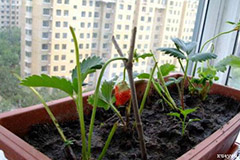 为什么不宜盲目使用浸盆法