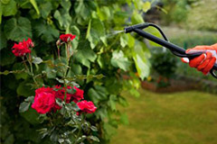 教你快速制作花卉农药