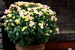 盆花的水分控制