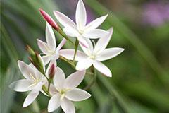 影响花卉生长的因素——空气