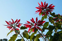 一品红枝头整齐的三个要点