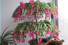 蟹爪兰落蕾的原因