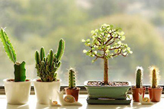 冬季盆花浇水需注意什么