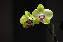 北方温室如何栽培蝴蝶兰