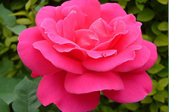 定期修剪使月季定期开花