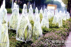 气温骤降花卉应注意防冻