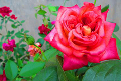 月季冬季管理应抓四个方面