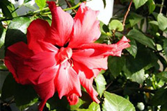 冬季扶桑的家庭养护