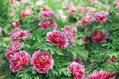 种植牡丹需注意什么