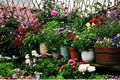 “入门级”养花者必修课